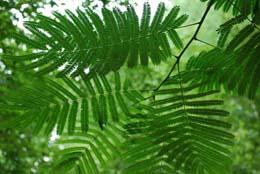 ferns with sun shining